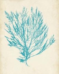 Aquamarine Seaweed IV | Obraz na stenu