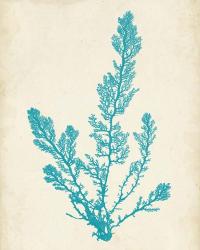 Aquamarine Seaweed VI | Obraz na stenu