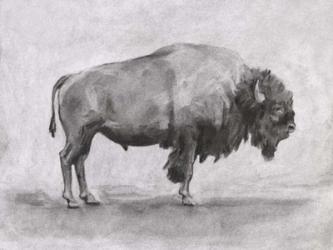 Wild Bison Study I | Obraz na stenu