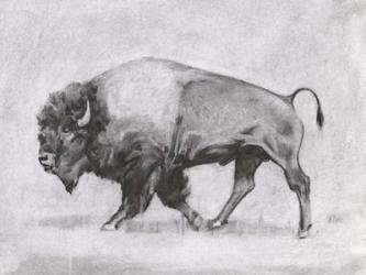 Wild Bison Study II | Obraz na stenu