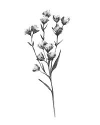 Wild Thistle III | Obraz na stenu