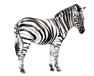 Standing Zebra I | Obraz na stenu