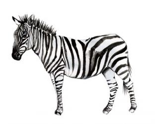 Standing Zebra II | Obraz na stenu