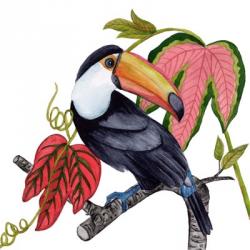 Toco Toucan I | Obraz na stenu