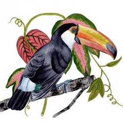 Toco Toucan II | Obraz na stenu