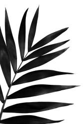 Black Palms I | Obraz na stenu