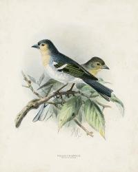 Antique Birds II | Obraz na stenu