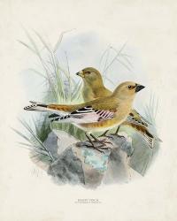 Antique Birds III | Obraz na stenu