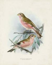 Antique Birds IV | Obraz na stenu