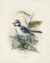Antique Birds VI | Obraz na stenu
