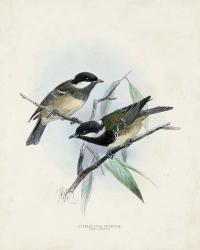 Antique Birds VII | Obraz na stenu