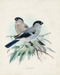 Antique Birds VIII | Obraz na stenu