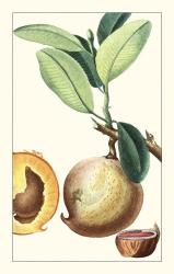 Turpin Exotic Botanical II | Obraz na stenu
