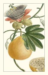 Turpin Exotic Botanical III | Obraz na stenu