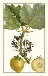 Turpin Exotic Botanical IV | Obraz na stenu