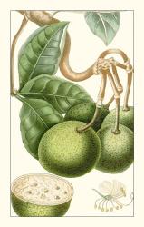 Turpin Exotic Botanical VI | Obraz na stenu