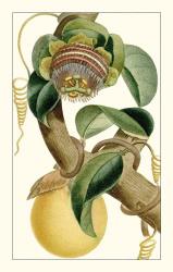Turpin Exotic Botanical VII | Obraz na stenu