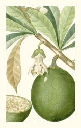 Turpin Exotic Botanical VIII | Obraz na stenu