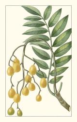 Turpin Exotic Botanical IX | Obraz na stenu