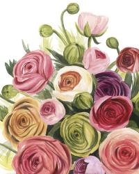 Ranunculus Study I | Obraz na stenu