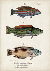 Antique Fish Trio I | Obraz na stenu