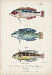 Antique Fish Trio II | Obraz na stenu