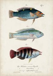 Antique Fish Trio III | Obraz na stenu