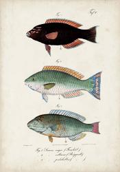 Antique Fish Trio IV | Obraz na stenu