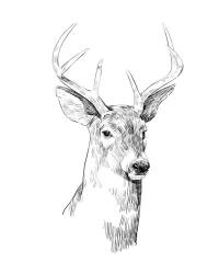 Young Buck Sketch I | Obraz na stenu