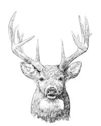 Young Buck Sketch II | Obraz na stenu