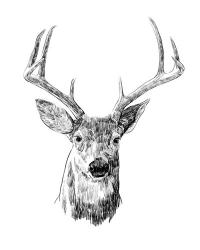 Young Buck Sketch III | Obraz na stenu