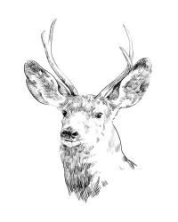 Young Buck Sketch IV | Obraz na stenu