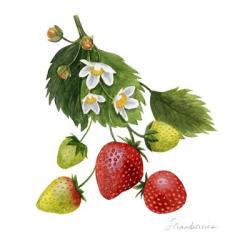 Strawberry Study I | Obraz na stenu