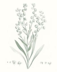 Botanical Study in Sage I | Obraz na stenu