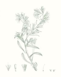Botanical Study in Sage II | Obraz na stenu