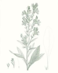 Botanical Study in Sage III | Obraz na stenu