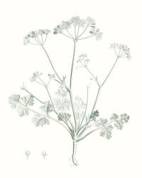 Botanical Study in Sage IV | Obraz na stenu