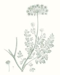 Botanical Study in Sage V | Obraz na stenu