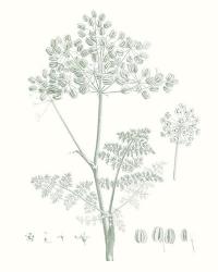 Botanical Study in Sage VI | Obraz na stenu
