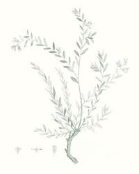 Botanical Study in Sage VII | Obraz na stenu