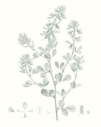 Botanical Study in Sage VIII | Obraz na stenu