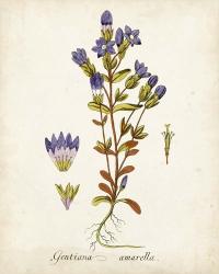 Antique Herb Botanical II | Obraz na stenu