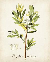 Antique Herb Botanical IV | Obraz na stenu