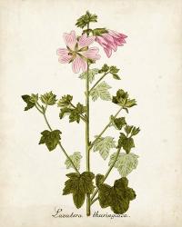 Antique Herb Botanical V | Obraz na stenu