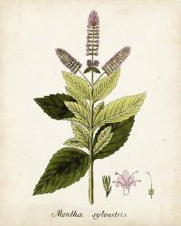 Antique Herb Botanical VI | Obraz na stenu