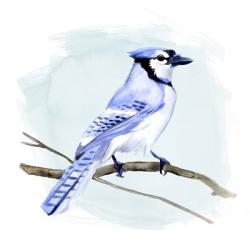 Coastal Blue Jay I | Obraz na stenu