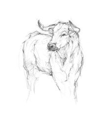 Bull Study I | Obraz na stenu