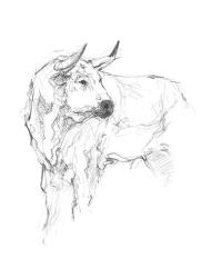 Bull Study II | Obraz na stenu