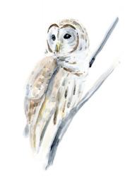 Arctic Owl I | Obraz na stenu