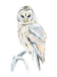Arctic Owl II | Obraz na stenu